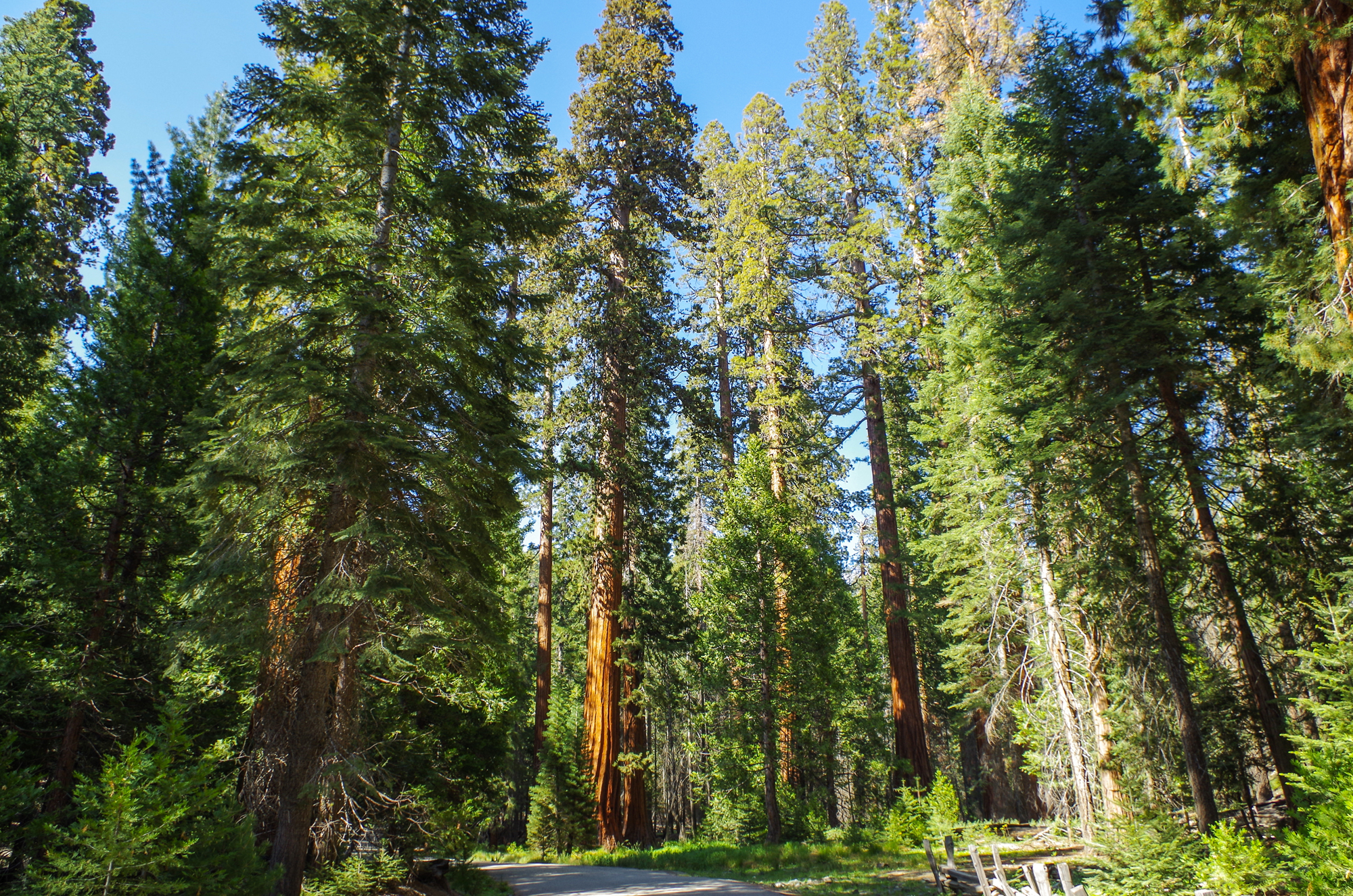 Viaje a medida a Costa Oeste, itinerario de viaje por Estados Unidos y Canadá. Parque Nacional Yosemite, Secuoyas gigantes