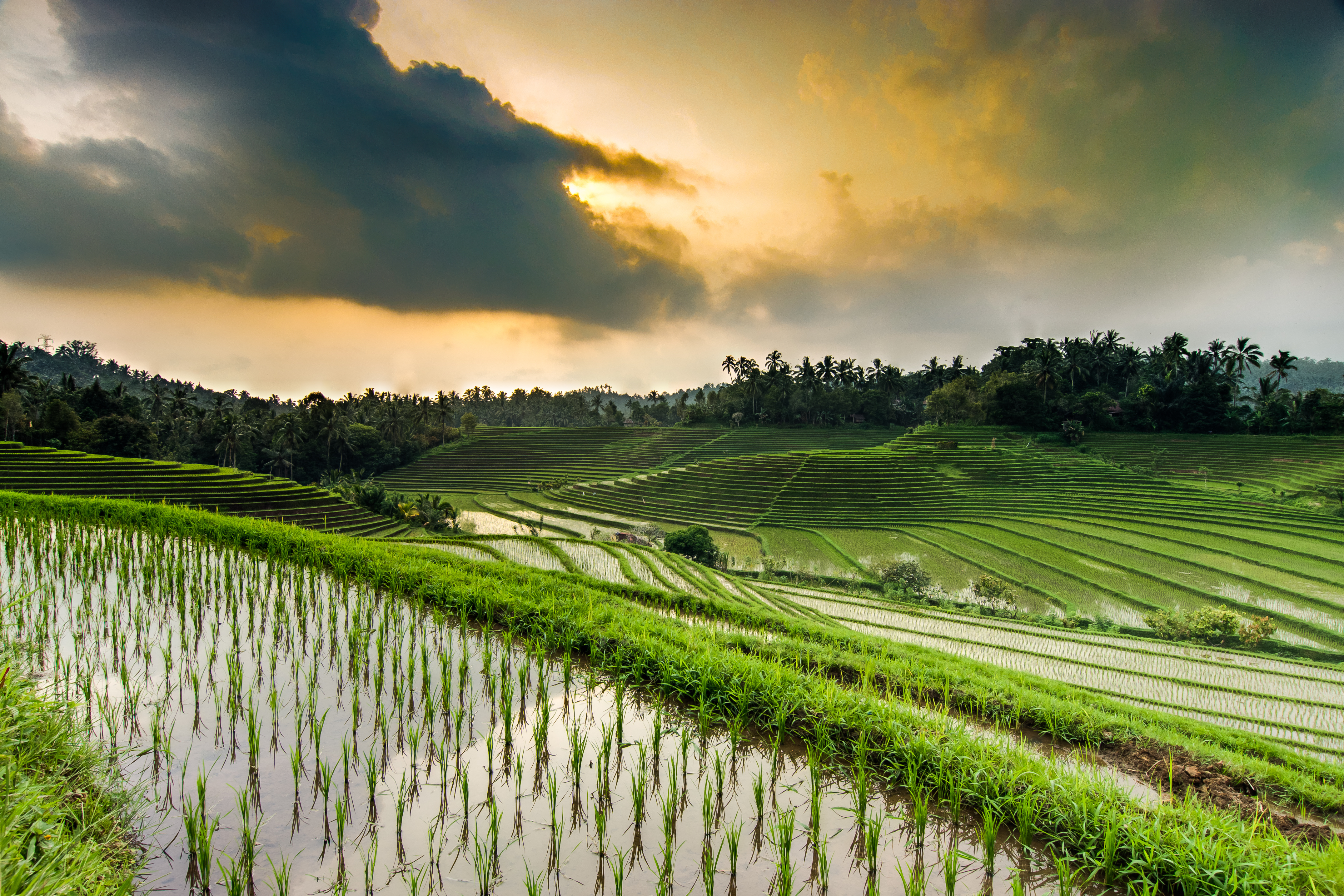 Excursiones a las terrazas de arroz de Ubud