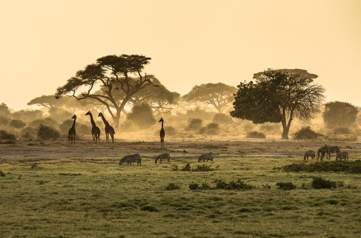 Viaje a medida a África, estancia en Kenya y Zanzibar. Agencia de viajes a medida.