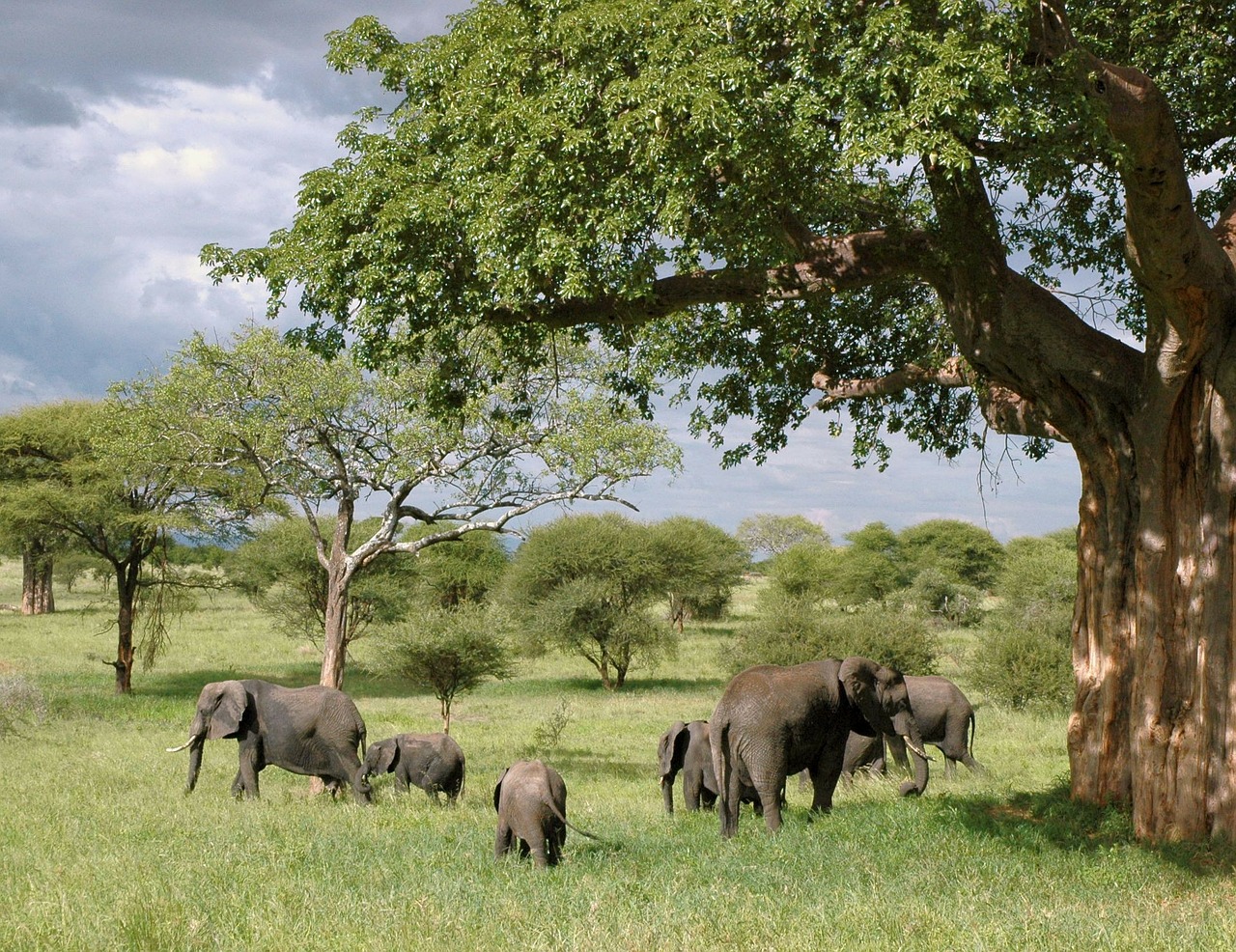 safari en tanzania