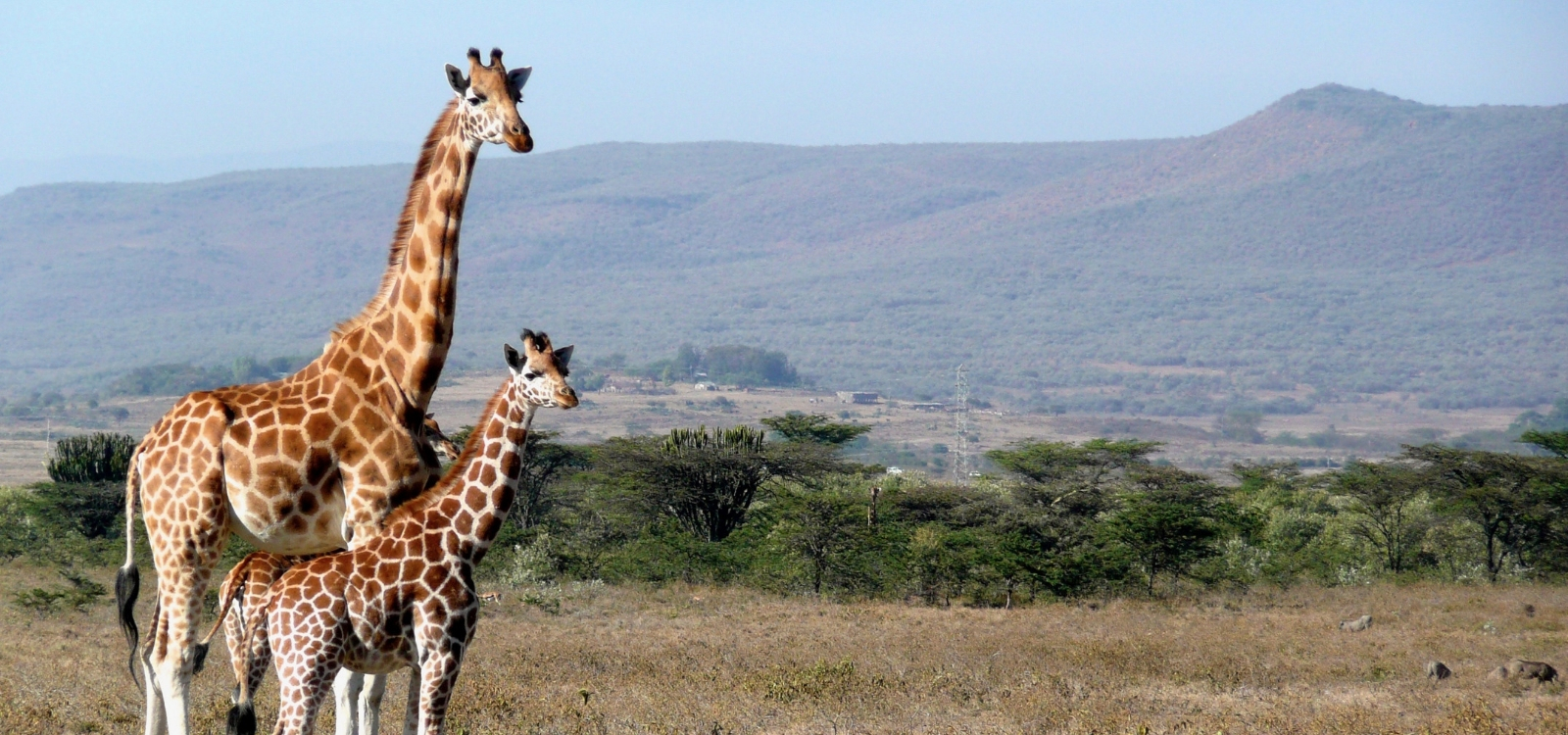 Kenia Viajes Safari