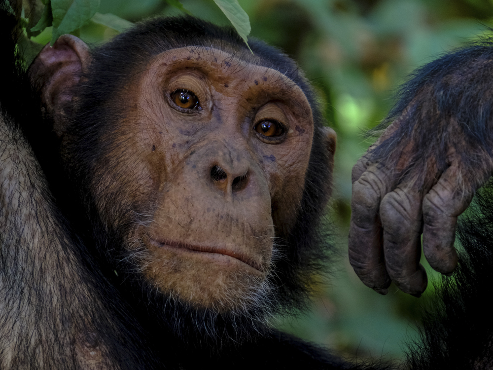 safari con chimpances uganda