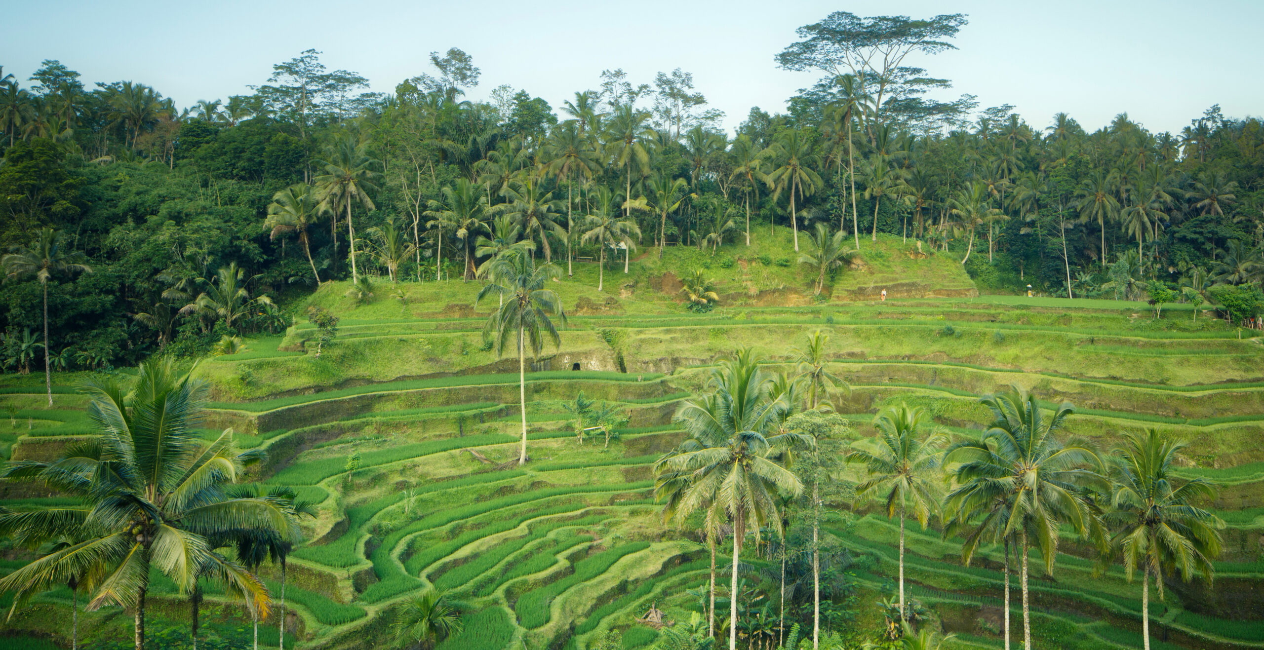 Terrazas de arroz en Ubud
